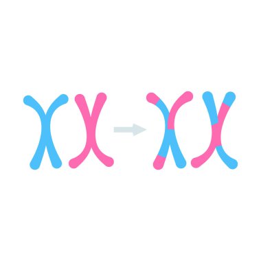 Üreme sistemi kavramı