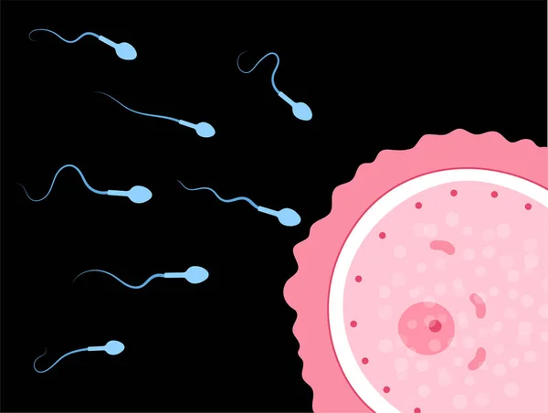 Concepto de fertilidad humana — Vector de stock