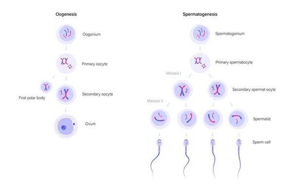 生殖系统概念 — 图库矢量图片