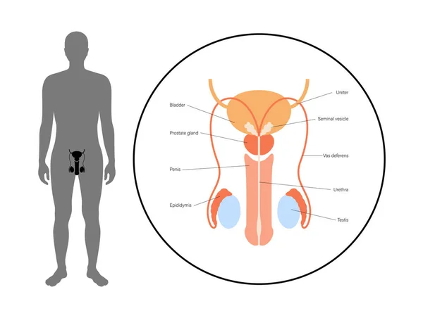 Sistema reproductor masculino — Archivo Imágenes Vectoriales