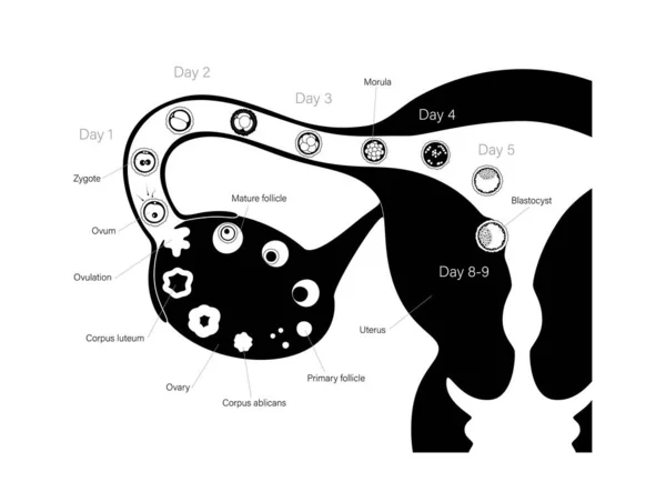 Concept de fertilité humaine — Image vectorielle