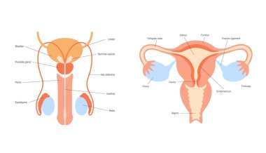 Üreme sistemi kavramı