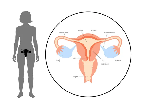 Concepto del sistema reproductivo — Archivo Imágenes Vectoriales