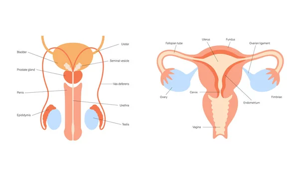 Concepto del sistema reproductivo — Archivo Imágenes Vectoriales