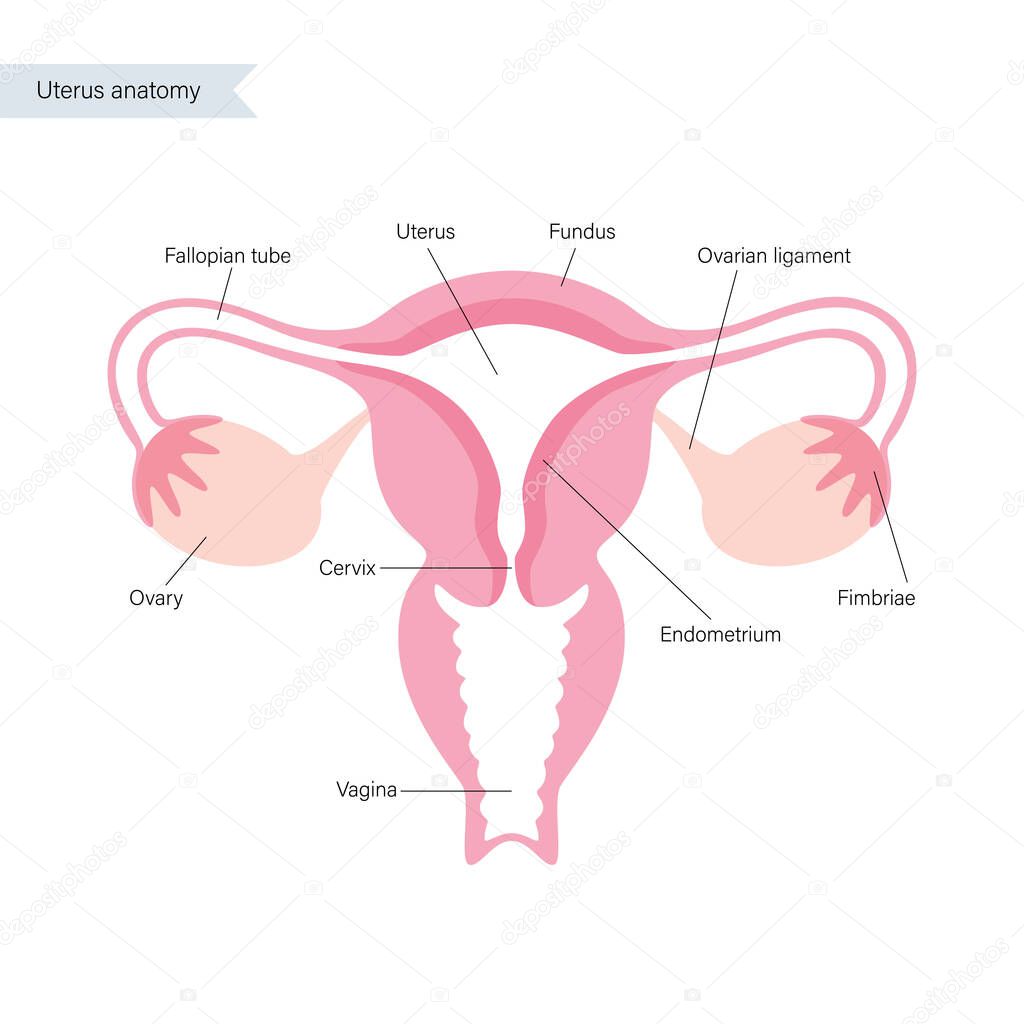 Uterus and ovary anatomy and woman health concept. Womb icon or logo. Human female reproductive system on diagram. Gynecology poster and banner for clinic or education. Flat vector illustration.