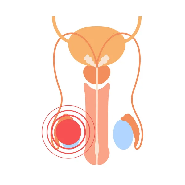 Concepto del sistema reproductivo — Archivo Imágenes Vectoriales