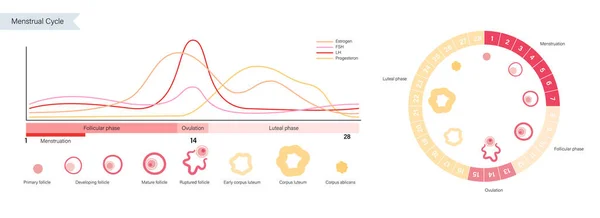 Concepto del sistema reproductivo — Vector de stock