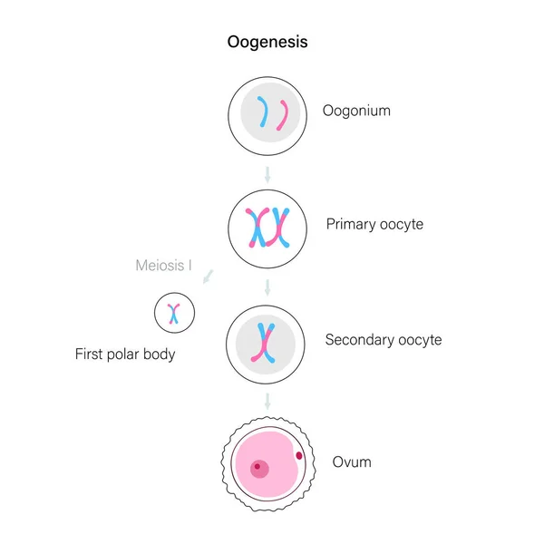 Concepto del sistema reproductivo — Archivo Imágenes Vectoriales