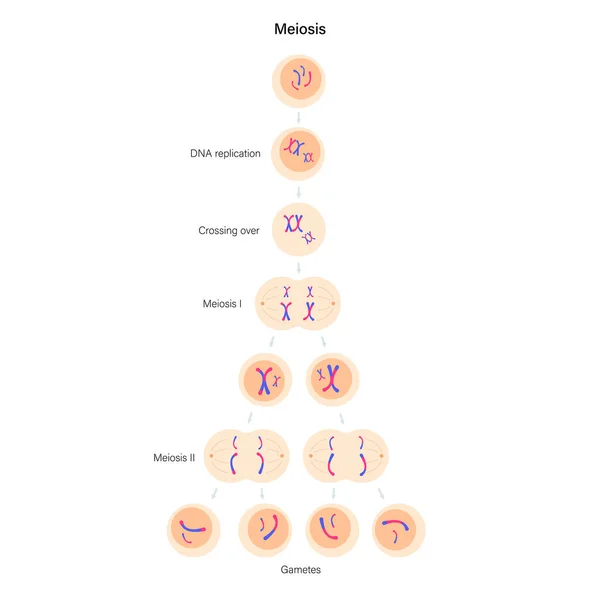 减数分裂细胞分裂 — 图库矢量图片