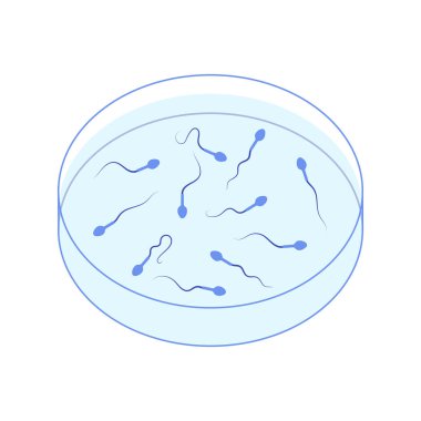 Petri kabında insan spermi hücresi