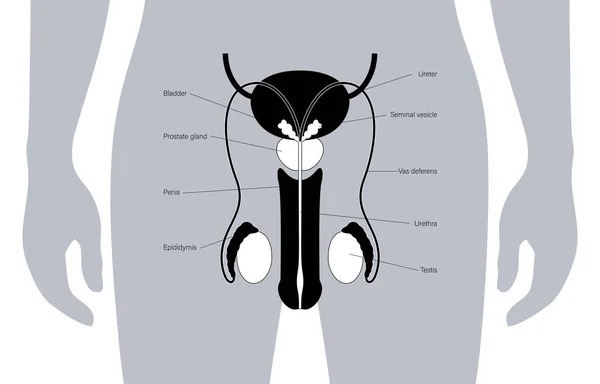 Sistema reprodutor masculino —  Vetores de Stock