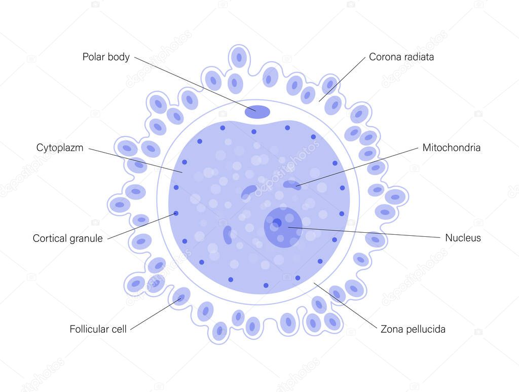 Egg cell anatomy