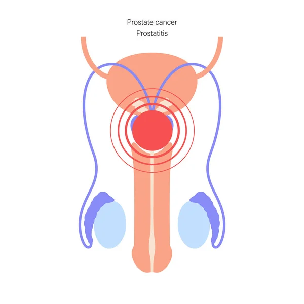 Male reproductive system — Stock Vector