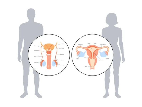 Concepto de fertilidad humana — Archivo Imágenes Vectoriales