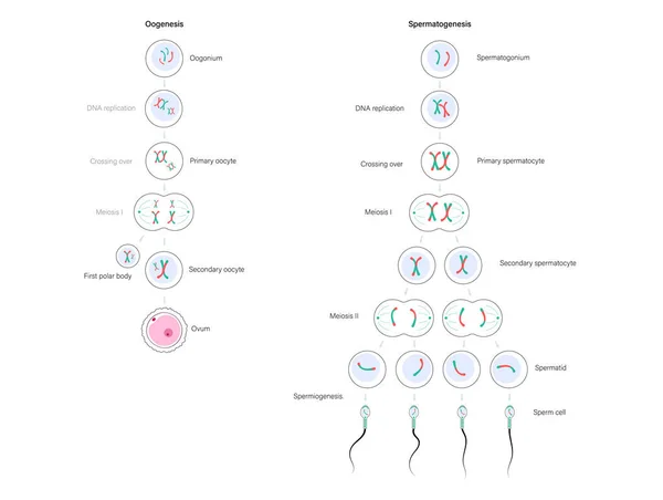 Concepto de fertilidad humana — Vector de stock