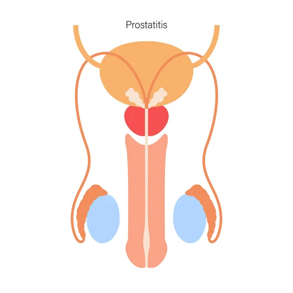 Male reproductive system — Stock Vector