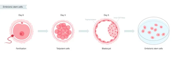 Begreppet befruktning in vitro — Stock vektor