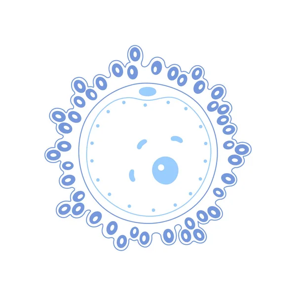 Anatomia delle cellule uovo — Vettoriale Stock