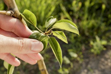 Bir yaprak bir bitkinin açık havada tutan bir el yakın çekim