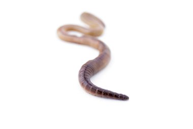 Beyaz arka plan üzerinde nokta sonuna odaklanmış toprak solucanı