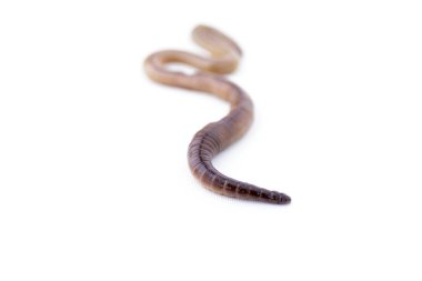 Beyaz arka plan sürüm 2 nokta sonuna odaklanmış Earthworm
