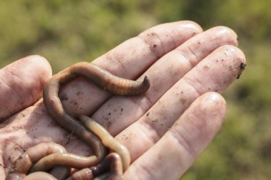 Sümüklü kahverengi solucanlar el yakın çekim