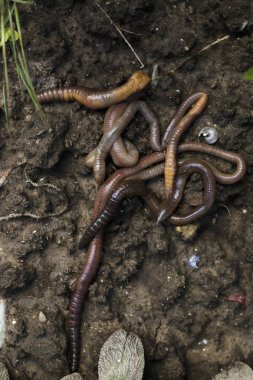 Toprak zemin görünümünde toprak solucanları grubu