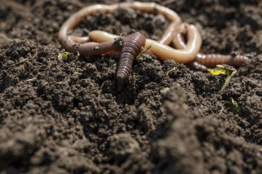 Kir üzerinde sümüklü toprak solucanları Makro çekim