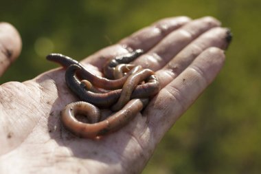 Eldeki solucanların çekimini kapatın sürüm 2