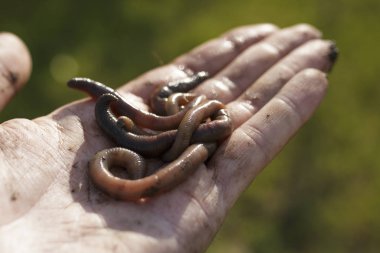 Eldeki solucanların çekimyakın
