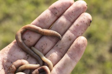 Toprak solucanları elyakın çekim