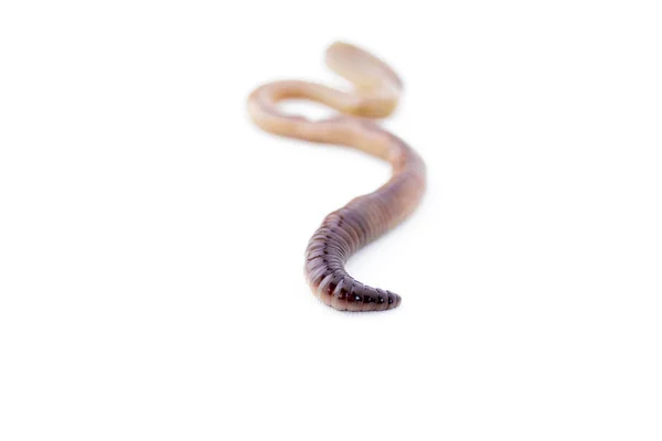 Earthworm Met Focus Één Uiteinde Uitgesneden Versie — Stockfoto