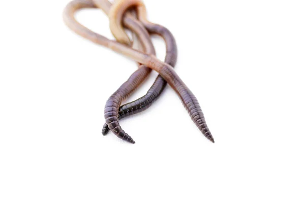 Earthworms Con Focus Sul Loro Punto Termina Macro Shot Sfondo — Foto Stock