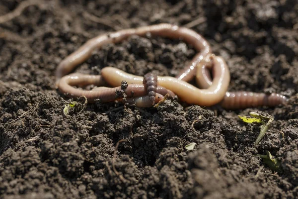 Makroaufnahme Von Regenwürmern Auf Dem Boden — Stockfoto