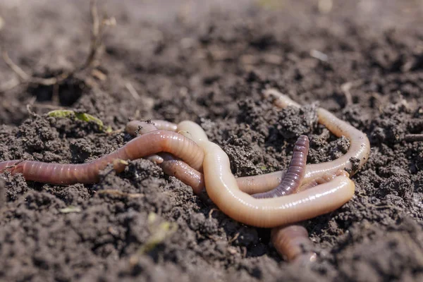 Macro Foto Van Slijmerige Regenwormen Aarde — Stockfoto