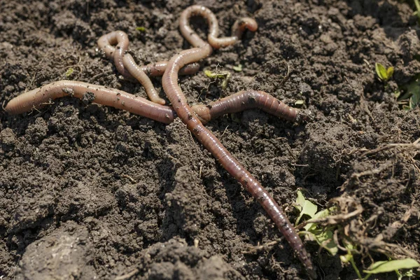 Worms Crawling Dirt Close Photo — 스톡 사진