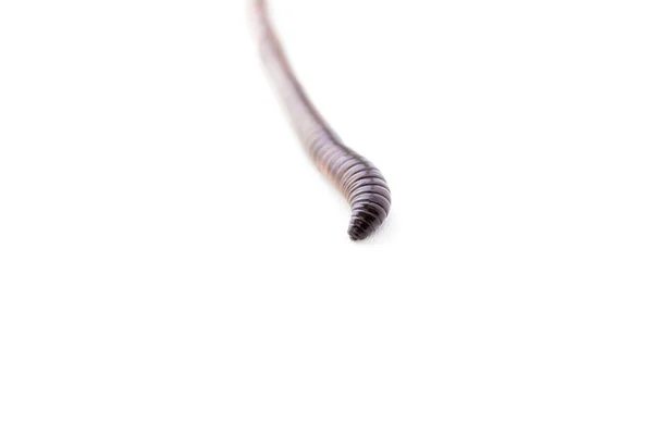 Earthworm Macro Shot Isolerade Vit Bakgrund Royaltyfria Stockfoton