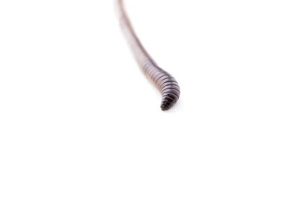 Earthworm Macro Shot Isolated White Background Royalty Free Stock Photos