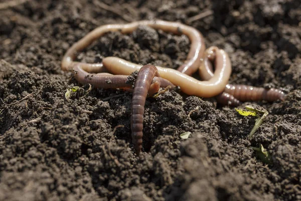 Macro Shot Earthworms Dirt Stock Picture