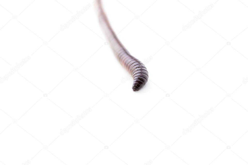 Earthworm macro shot isolated on white background