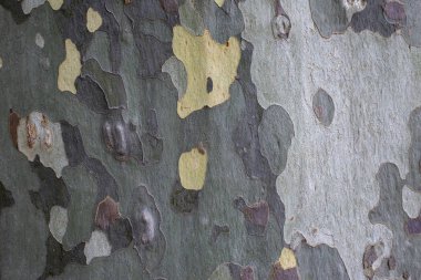 Arka planlar için İspanyol çınar ağacı kabuğu veya yüzeyi