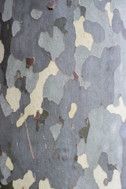 Çınar ağacı yüzeyi veya arka planlar için kabuk