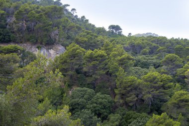 Bir tepenin eteklerinden görülen yemyeşil yapraklar