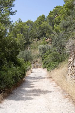 Çalılar tarafından çevrili asfaltsız dağ yolu
