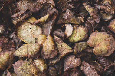 Arka planlar için çürüyen yapraklara çiy damlaları