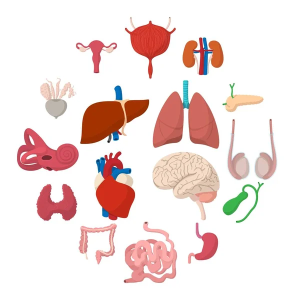 Internal organs cartoon icons — Stock Vector