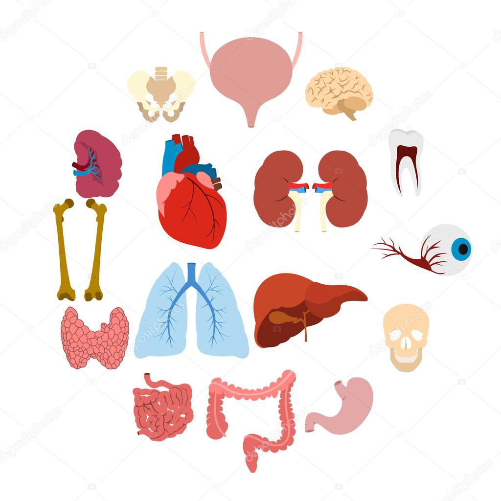 Internal organs flat icons