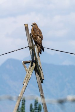 Vahşi kartal, elektrik telinin üzerinde avını bekliyor..  
