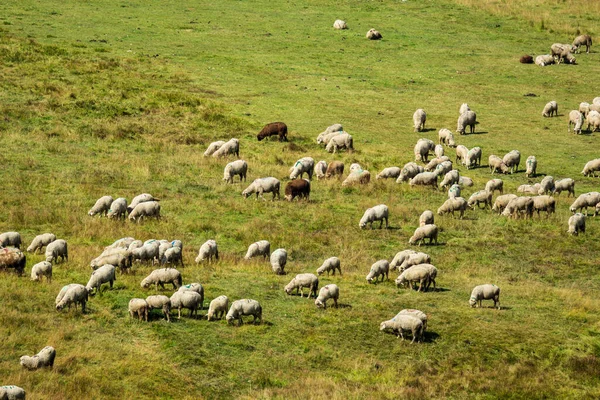 Stado Owiec Polu Trawy Wiosenny Zachód Słońca Kaszmirze Indie — Zdjęcie stockowe