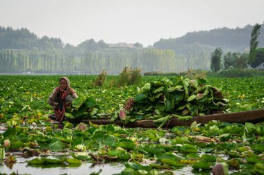 KASHMIR, INDIA - 20 Eylül 2019; Kaşmir 'deki Dal Gölü' nde bir Kaşmirli kadın nilüferleri hasat ediyor. Nilüferler sabah erkenden toplanır ve yıkanır. Sonra çiçekler pazara getirilir..
